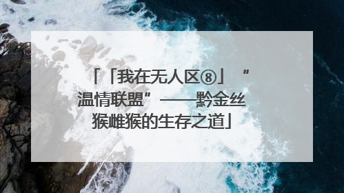 「我在无人区⑧」“温情联盟”——黔金丝猴雌猴的生存之道