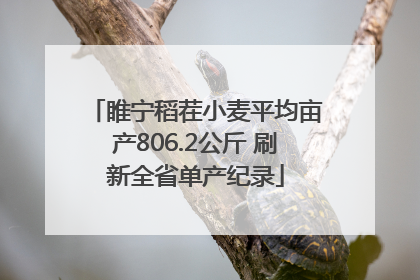 睢宁稻茬小麦平均亩产806.2公斤 刷新全省单产纪录