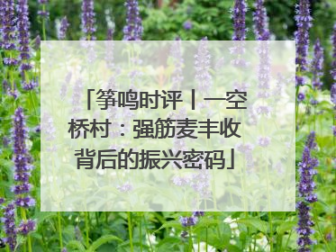 筝鸣时评丨一空桥村：强筋麦丰收背后的振兴密码
