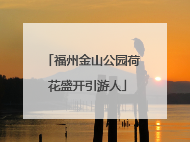 福州金山公园荷花盛开引游人
