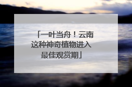 一叶当舟！云南这种神奇植物进入最佳观赏期