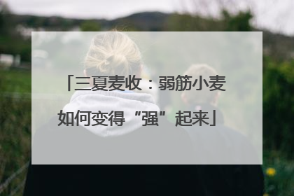 三夏麦收：弱筋小麦如何变得“强”起来