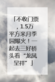 不收门票，1.5万平方米月季园爆火！一起去三好桥头看“龙凤呈祥”