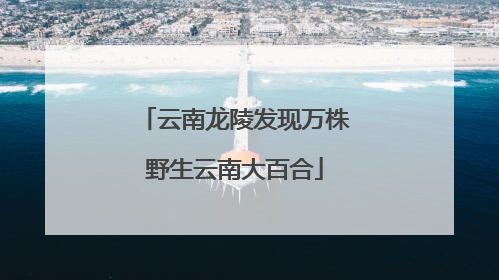 云南龙陵发现万株野生云南大百合