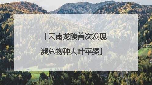 云南龙陵首次发现濒危物种大叶苹婆