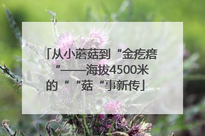 从小蘑菇到“金疙瘩“——海拔4500米的““菇“事新传