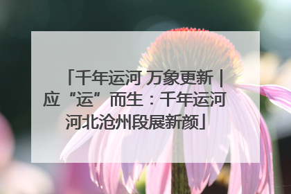 千年运河 万象更新｜应“运”而生：千年运河河北沧州段展新颜