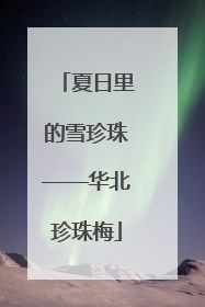 夏日里的雪珍珠——华北珍珠梅