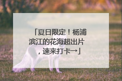 夏日限定！杨浦滨江的花海超出片，速来打卡→
