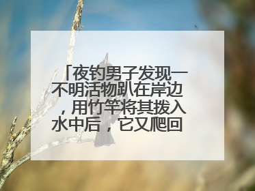 夜钓男子发现一不明活物趴在岸边，用竹竿将其拨入水中后，它又爬回岸边……