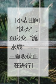 小麦田间“选秀”、蚕房变“流水线”……三夏收获正在进行