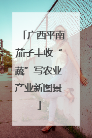 广西平南茄子丰收“蔬”写农业产业新图景