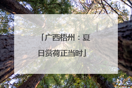 广西梧州：夏日赏荷正当时