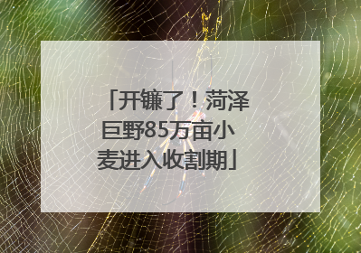 开镰了！菏泽巨野85万亩小麦进入收割期