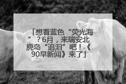 想看蓝色“荧光海”？6月，来瑞安北麂岛“追泪”吧！《90早新闻》来了