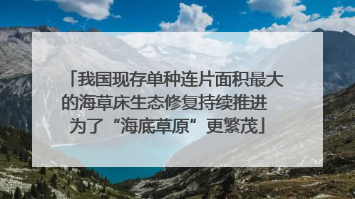 我国现存单种连片面积最大的海草床生态修复持续推进 为了“海底草原”更繁茂