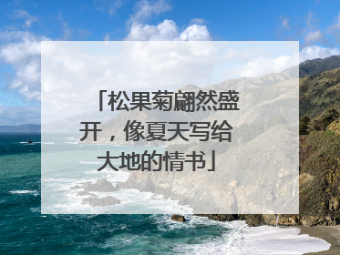 松果菊翩然盛开，像夏天写给大地的情书