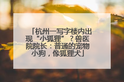 杭州一写字楼内出现“小狐狸”？兽医院院长：普通的宠物小狗，像狐狸犬