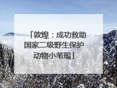 敦煌：成功救助国家二级野生保护动物小苇鳽