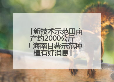 新技术示范田亩产约2000公斤！海南甘薯示范种植有好消息