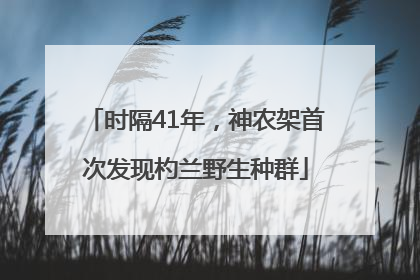 时隔41年，神农架首次发现杓兰野生种群