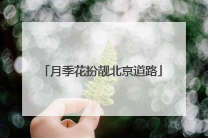 月季花扮靓北京道路