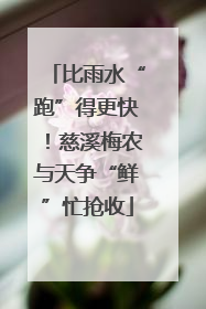 比雨水“跑”得更快！慈溪梅农与天争“鲜”忙抢收