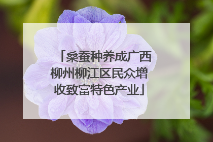 桑蚕种养成广西柳州柳江区民众增收致富特色产业