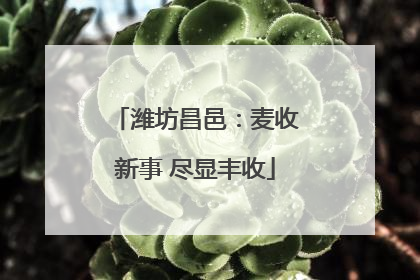 潍坊昌邑：麦收新事 尽显丰收