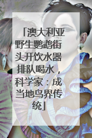 澳大利亚野生鹦鹉街头开饮水器排队喝水，科学家：成当地鸟界传统