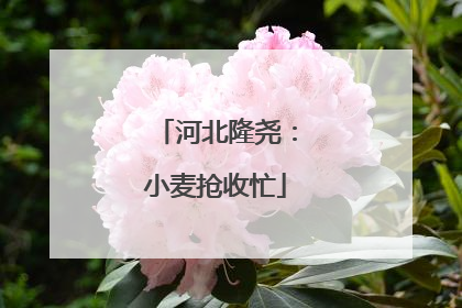 河北隆尧：小麦抢收忙