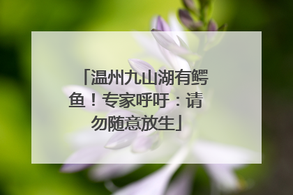 温州九山湖有鳄鱼！专家呼吁：请勿随意放生
