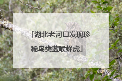 湖北老河口发现珍稀鸟类蓝喉蜂虎