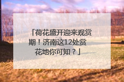 荷花盛开迎来观赏期！济南这12处赏花地你可知？