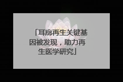耳廓再生关键基因被发现，助力再生医学研究