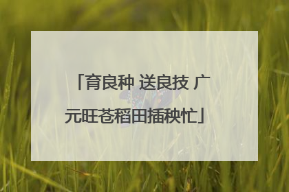 育良种 送良技 广元旺苍稻田插秧忙