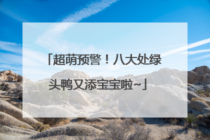 超萌预警！八大处绿头鸭又添宝宝啦~