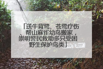 送牛背鹭、苍鹭疗伤、帮山麻雀幼鸟搬家，崇明警民救助多只受困野生保护鸟类