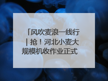 风吹麦浪一线行｜抢！河北小麦大规模机收作业正式拉开帷幕