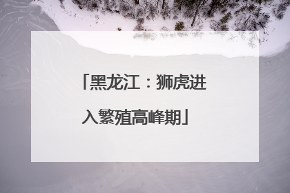 黑龙江：狮虎进入繁殖高峰期